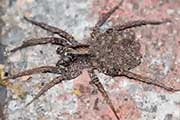Wolf Spider (Venatrix sp) (Venatrix sp)